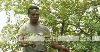 শীতের ফল বরই মিলছে সারা বছর; লাভজনক হওয়ায় চাষে আগ্রহী কৃষকরা